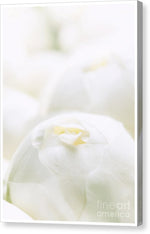Load image into Gallery viewer, Close up of Peonies - Canvas Print
