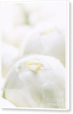 Load image into Gallery viewer, Close up of Peonies - Canvas Print

