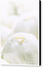 Load image into Gallery viewer, Close up of Peonies - Canvas Print

