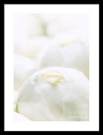 Load image into Gallery viewer, Close up of Peonies - Framed Print
