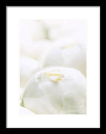 Load image into Gallery viewer, Close up of Peonies - Framed Print
