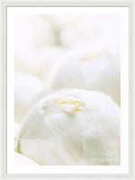 Load image into Gallery viewer, Close up of Peonies - Framed Print
