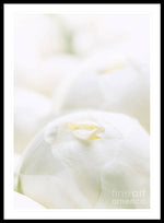 Load image into Gallery viewer, Close up of Peonies - Framed Print
