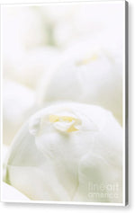 Load image into Gallery viewer, Close up of Peonies - Acrylic Print
