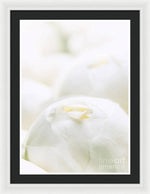 Load image into Gallery viewer, Close up of Peonies - Framed Print
