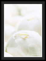 Load image into Gallery viewer, Close up of Peonies - Framed Print
