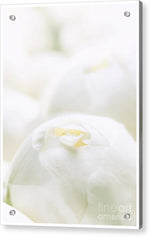 Load image into Gallery viewer, Close up of Peonies - Acrylic Print
