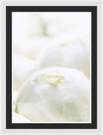 Load image into Gallery viewer, Close up of Peonies - Framed Print
