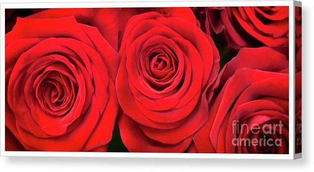 Red Roses - Grand Prix - Canvas Print