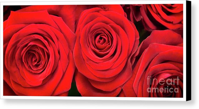 Red Roses - Grand Prix - Canvas Print