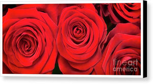 Red Roses - Grand Prix - Canvas Print