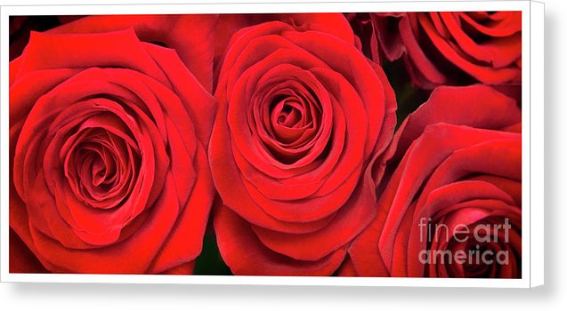 Red Roses - Grand Prix - Canvas Print