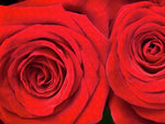 Load image into Gallery viewer, Red Roses - Grand Prix - Puzzle
