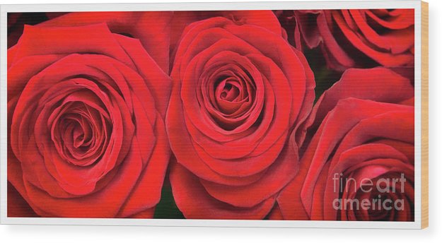 Red Roses - Grand Prix - Wood Print