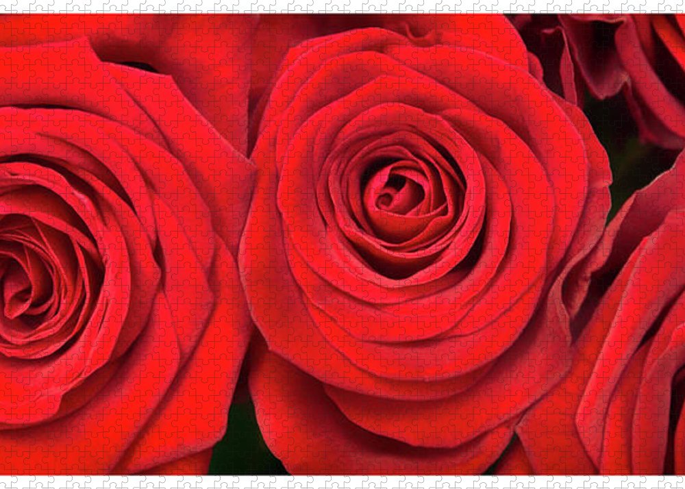 Red Roses - Grand Prix - Puzzle