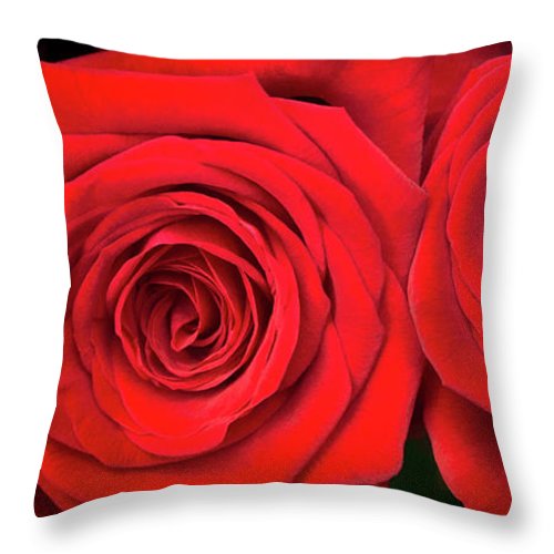 Red Roses - Grand Prix - Throw Pillow