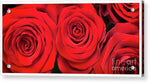 Load image into Gallery viewer, Red Roses - Grand Prix - Acrylic Print
