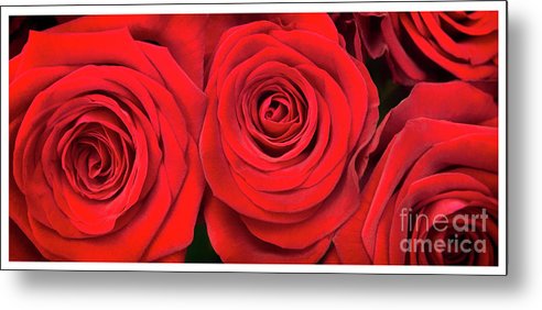 Red Roses - Grand Prix - Metal Print