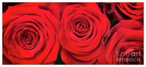 Red Roses - Grand Prix - Art Print