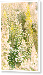 Load image into Gallery viewer, Summer Bells - Canvas Print
