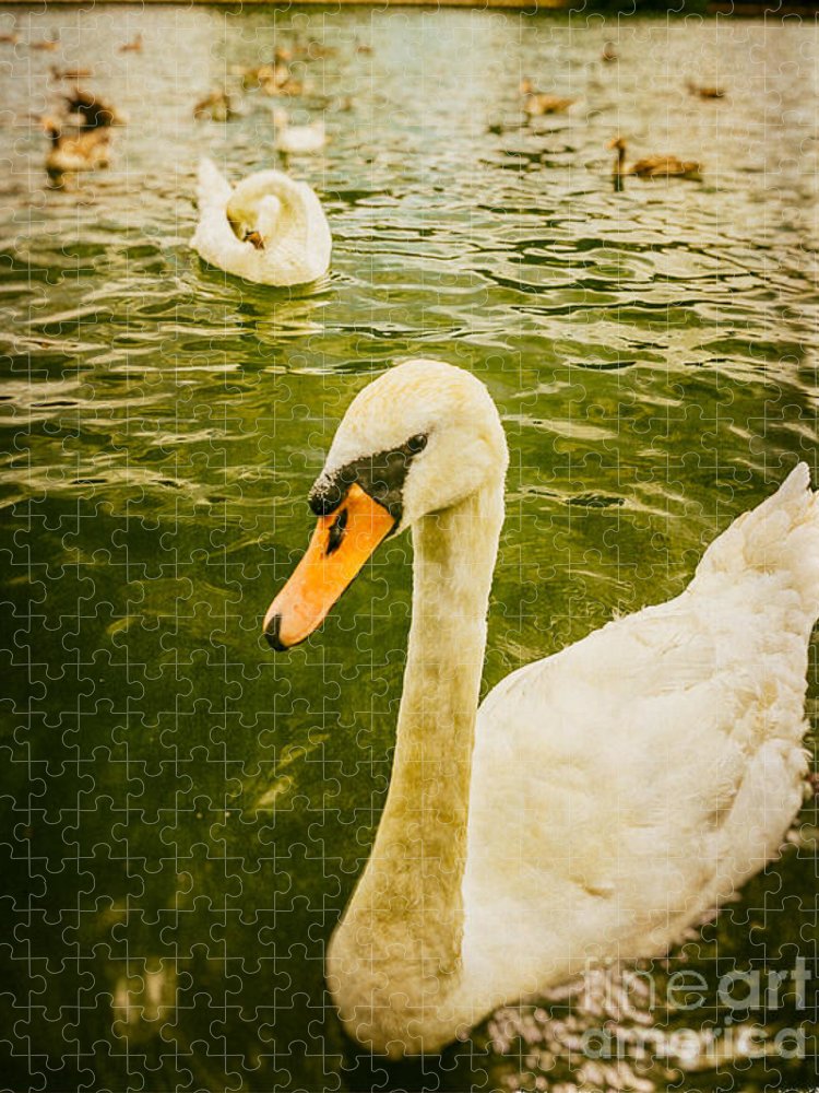 Swans in Marlow - Puzzle