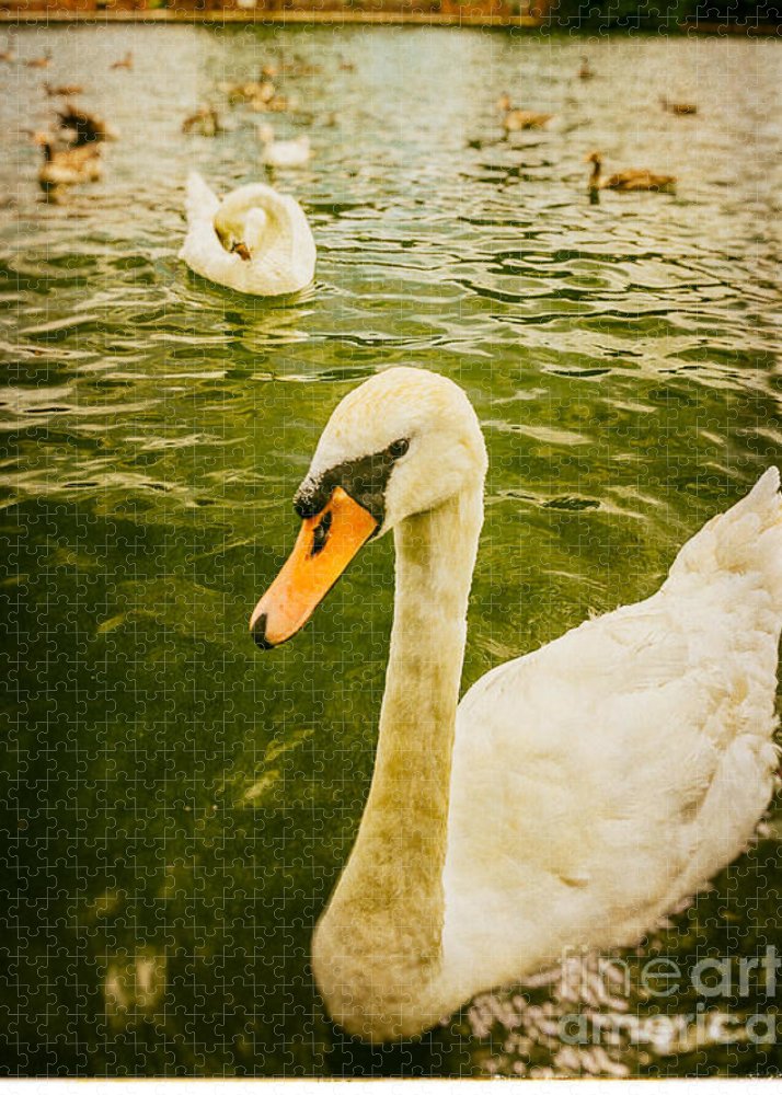 Swans in Marlow - Puzzle