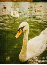 Load image into Gallery viewer, Swans in Marlow - Puzzle
