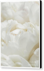 Load image into Gallery viewer, Close up of Peonies - Canvas Print
