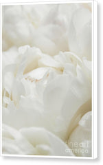 Load image into Gallery viewer, Close up of Peonies - Canvas Print
