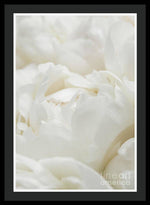 Load image into Gallery viewer, Close up of Peonies - Framed Print
