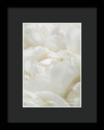 Load image into Gallery viewer, Close up of Peonies - Framed Print
