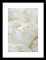 Load image into Gallery viewer, Close up of Peonies - Framed Print
