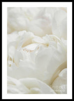 Load image into Gallery viewer, Close up of Peonies - Framed Print
