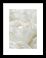 Load image into Gallery viewer, Close up of Peonies - Framed Print
