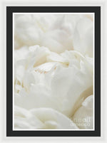 Load image into Gallery viewer, Close up of Peonies - Framed Print

