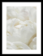 Load image into Gallery viewer, Close up of Peonies - Framed Print
