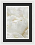 Load image into Gallery viewer, Close up of Peonies - Framed Print

