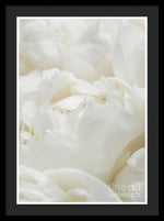Load image into Gallery viewer, Close up of Peonies - Framed Print
