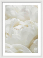 Load image into Gallery viewer, Close up of Peonies - Framed Print

