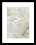 Load image into Gallery viewer, Close up of Peonies - Framed Print
