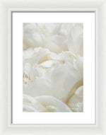 Load image into Gallery viewer, Close up of Peonies - Framed Print
