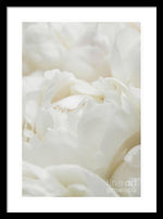 Load image into Gallery viewer, Close up of Peonies - Framed Print
