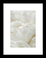 Load image into Gallery viewer, Close up of Peonies - Framed Print
