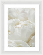 Load image into Gallery viewer, Close up of Peonies - Framed Print
