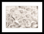 Load image into Gallery viewer, Flowers within Flowers - Framed Print
