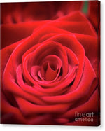 Load image into Gallery viewer, Red Roses - Grand Prix - Canvas Print
