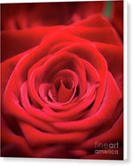 Load image into Gallery viewer, Red Roses - Grand Prix - Canvas Print
