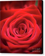 Load image into Gallery viewer, Red Roses - Grand Prix - Canvas Print
