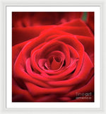 Load image into Gallery viewer, Red Roses - Grand Prix - Framed Print
