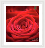 Load image into Gallery viewer, Red Roses - Grand Prix - Framed Print
